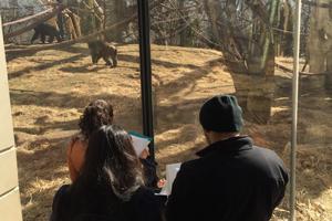 Students observing gorillas for ecology lab at Lincoln Park Zoo